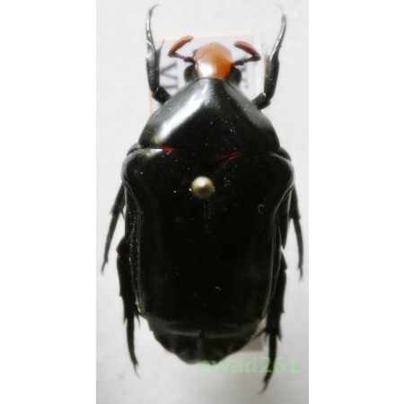 Campsiura insignis Gestro, 1891 +25mm Thailand